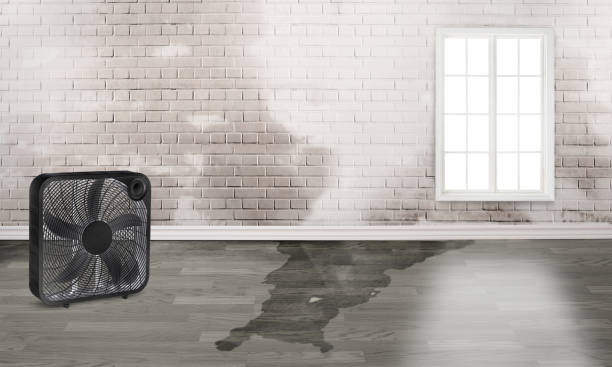 Best Flood damage cleanup  in Chino Valley, AZ